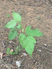 Toxicodendron radicans