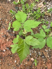 Toxicodendron radicans