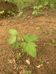 Toxicodendron radicans