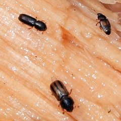 Trypodendron lineatum