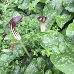 Arisarum