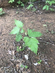 Toxicodendron radicans