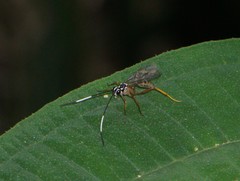 Polycyrtus neglectus