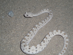 Crotalus cerastes laterorepens