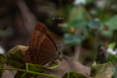 Abisara bifasciata suffusa