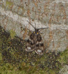 Chrysoglossa demades