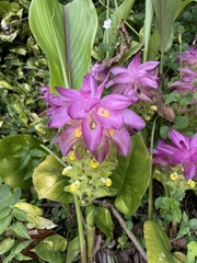 Curcuma elata
