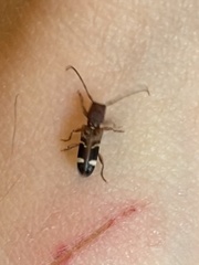 Psenocerus supernotatus
