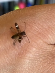 Psenocerus supernotatus