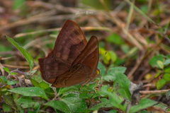 Abisara bifasciata suffusa