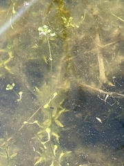 Callitriche heterophylla