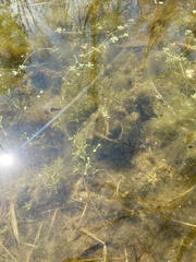 Callitriche heterophylla