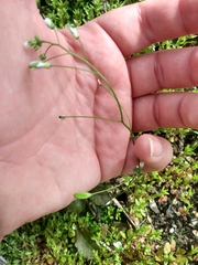Draba verna