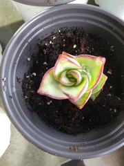 Crassula
