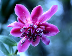 Cavendishia adenophora