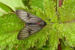Image of Saurita nigripalpia