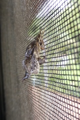 Zygaenoidea