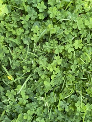 Oxalis californica