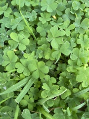 Oxalis californica