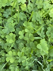 Oxalis californica