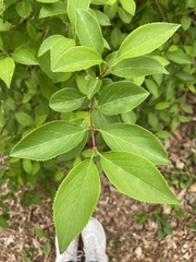 Magnoliopsida
