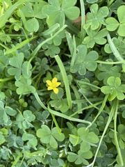 Oxalis californica