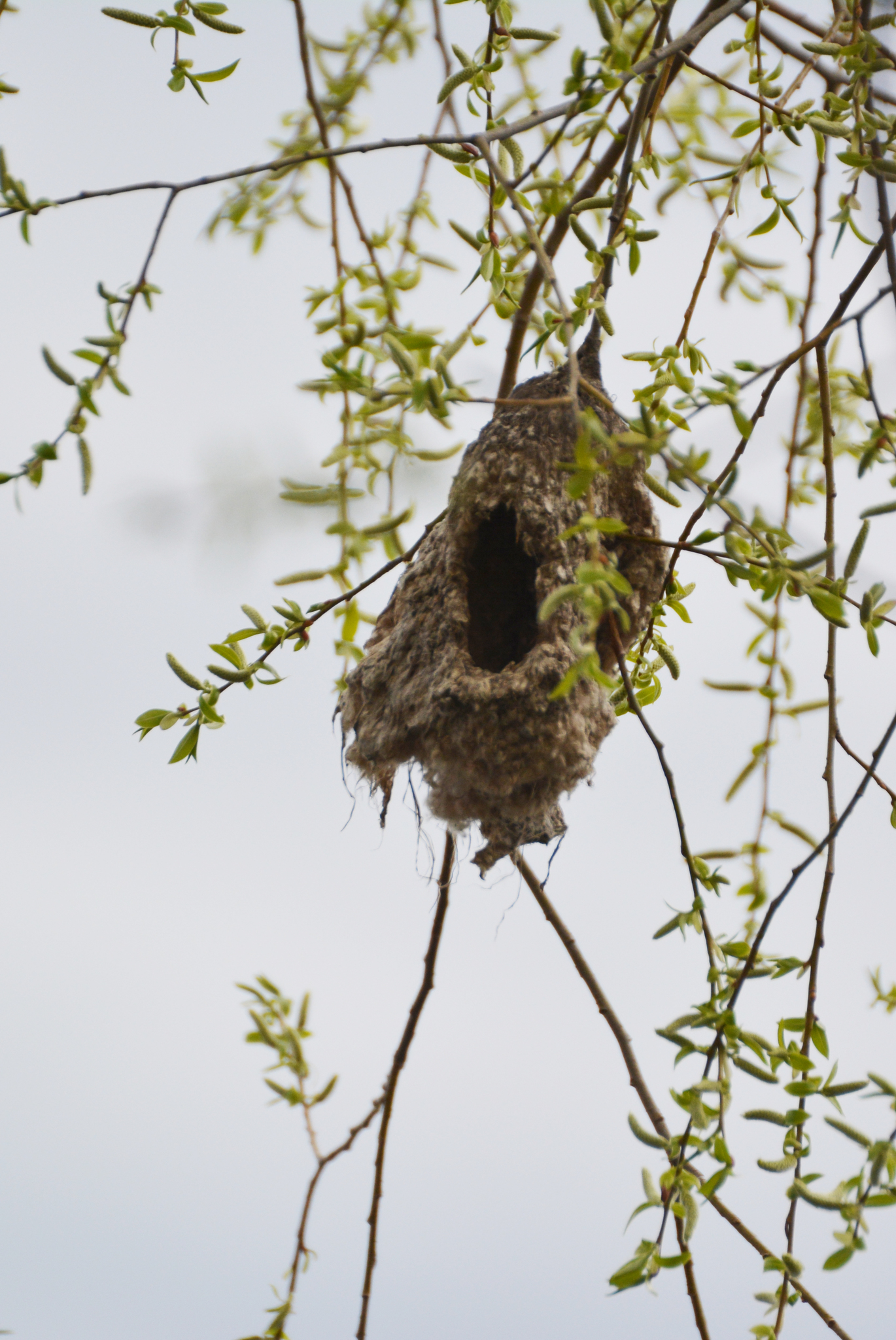 Eurasian Penduline Tit
