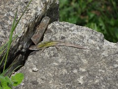 Podarcis carbonelli carbonelli