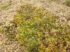 Calceolaria filicaulis luxurians