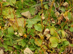 Calceolaria filicaulis luxurians