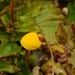 Calceolaria filicaulis luxurians - Photo 由 Guillermo Debandi 所上傳的 (c) Guillermo Debandi，保留部份權利CC BY