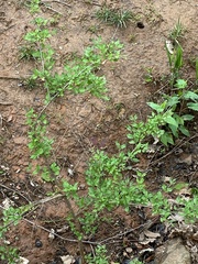 Ligustrum