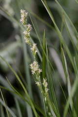 Carex leersii