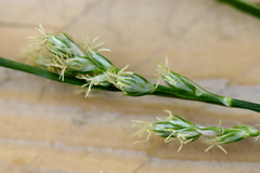 Carex leersii
