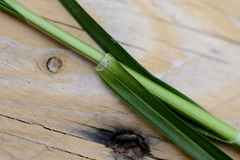 Carex leersii