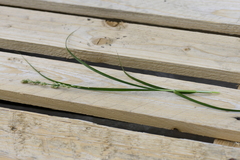 Carex leersii