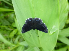 Riodinini