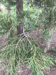 Juniperus virginiana