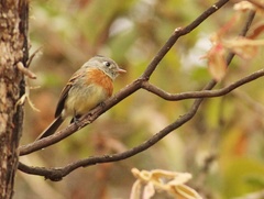 Xenotriccus callizonus