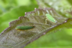 Sibovia