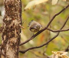 Xenotriccus callizonus