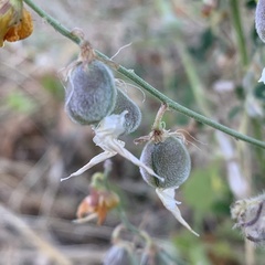 Crotalaria microcarpa