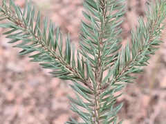 Picea abies