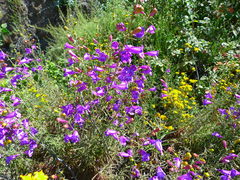 Penstemon heterophyllus australis