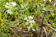 Thymus praecox britannicus