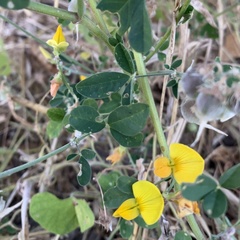 Crotalaria microcarpa