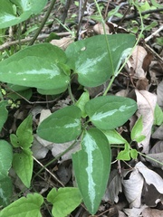 Smilax