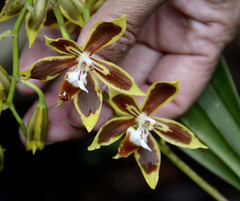 Oncidium mirandum