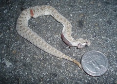 Crotalus cerastes laterorepens