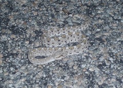 Crotalus cerastes laterorepens